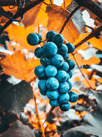 Close-up of grapes growing on tree