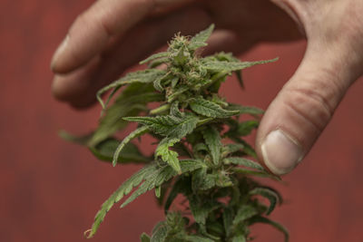 Cropped hand of woman holding plant