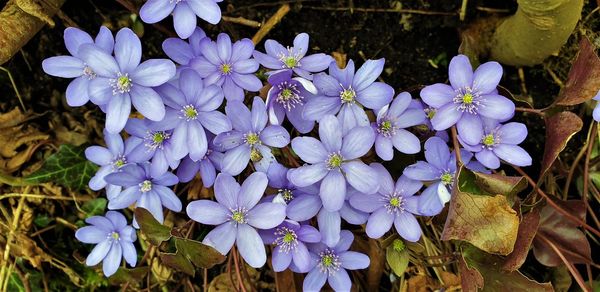 Close-up of purple flowering plants