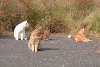 Cat lying on the ground