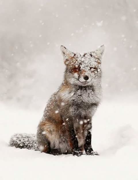 animal themes, one animal, bird, domestic cat, close-up, animals in the wild, wildlife, looking away, cat, focus on foreground, pets, snow, winter, whisker, nature, portrait, outdoors, cold temperature, weather, full length