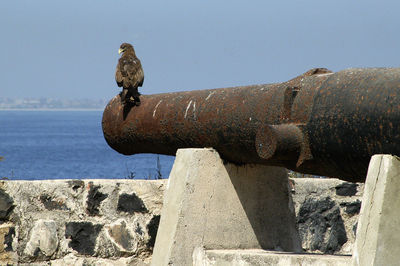 Close-up of bird perching on rusty metal by sea against clear sky