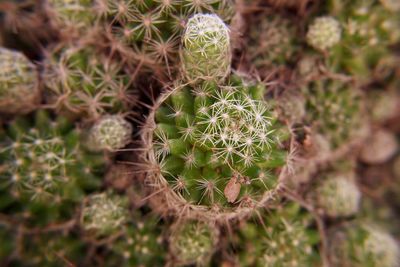 Close-up of cactus plant