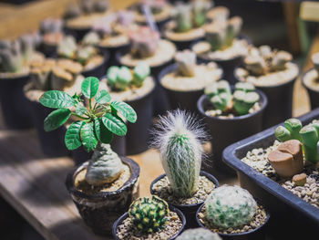 High angle view of potted plants on table