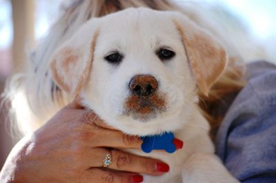 Close-up of cropped hand holding dog