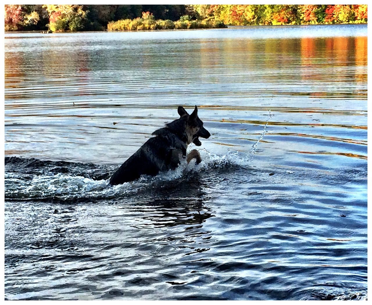 animal themes, mammal, one animal, pets, water, domestic animals, transfer print, waterfront, auto post production filter, dog, nature, animal, lake, river, no people, zoology, outdoors, vertebrate, day, swimming