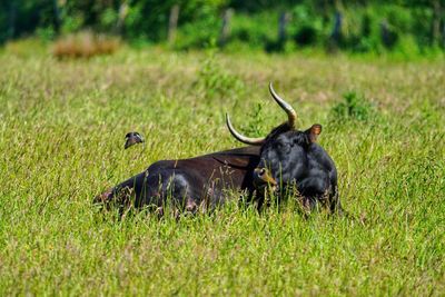 Two calf relaxing on grass