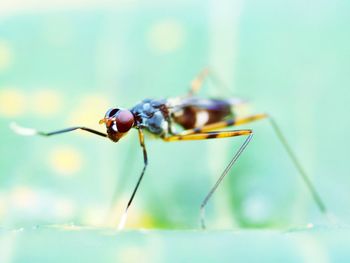 Close-up of insect