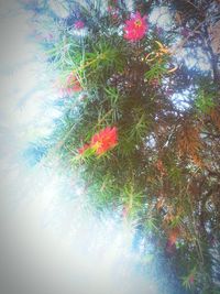 Low angle view of flowers on tree