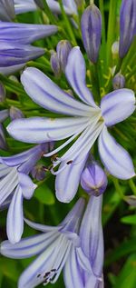 Close-up of purple flowering plant