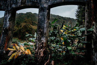 Close-up of leaves on tree trunk in forest