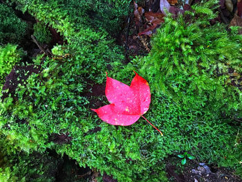 High angle view of pink flower on land