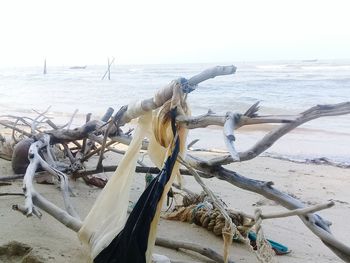 Panoramic view of driftwood on beach