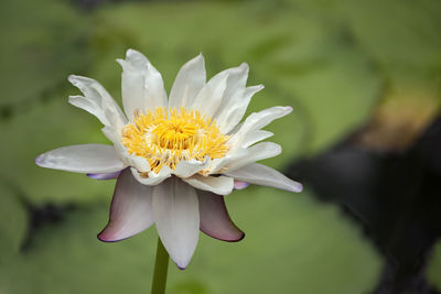 Close-up of white water lily