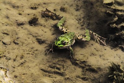 High angle view of frog