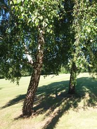 Trees in park