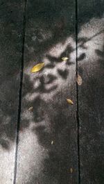 Close-up of yellow leaf