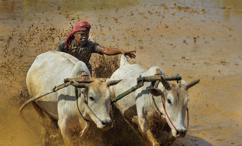 Man ploughing farm with cows in mud