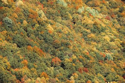High angle view of tree in forest during autumn