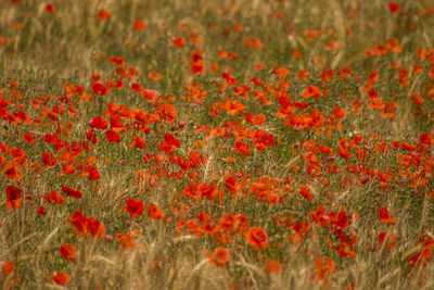 Close-up of red poppy flowers on field