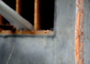 Close-up of bird flying