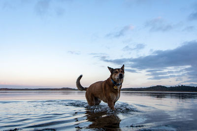 Portrait of dog standing in water against sky