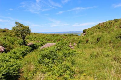 Scenic view of green landscape against sky