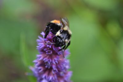 Close-up of bee pollinating on flower