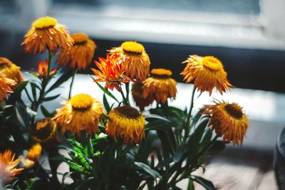 Close-up of yellow flowers