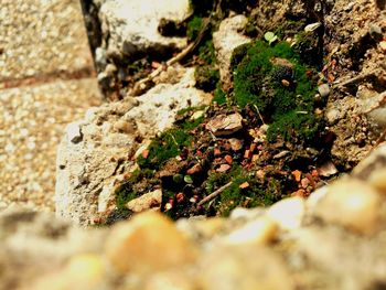 Close-up of moss growing on rock