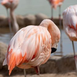 View of bird in lake