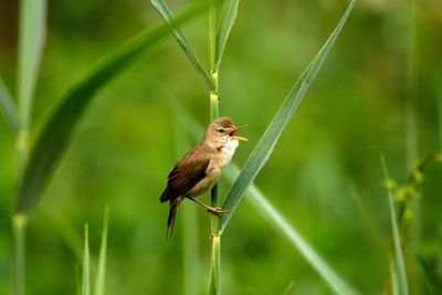 The marsh warbler, acrocephalus palustris singing in the bush, drava river