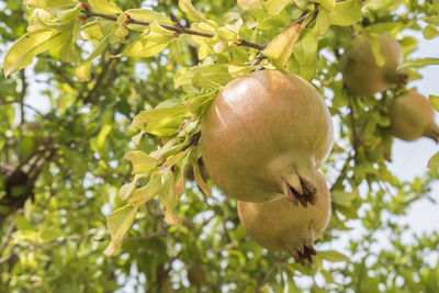 Low angle view of apple growing on tree