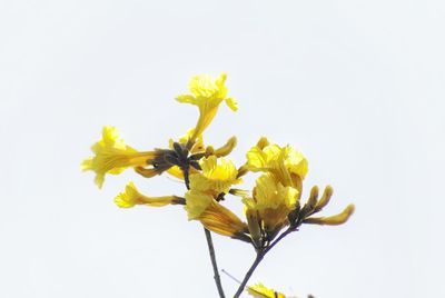 Yellow flowers against black background