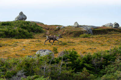 View of a caribou in the wilderness of gros morne national park, newfoundland, canada