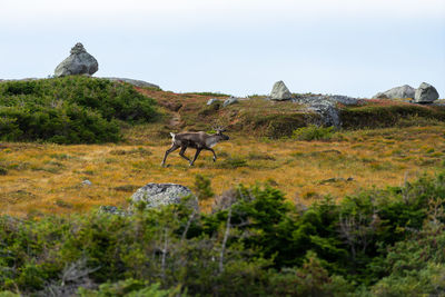 Horse in a field
