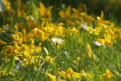 Close-up of yellow flowering plants on field