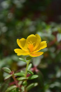 Close-up of yellow flowering plant