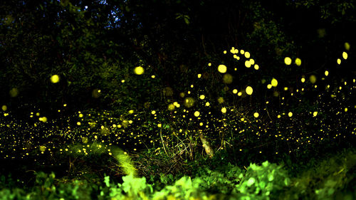 Defocused image of illuminated trees at night