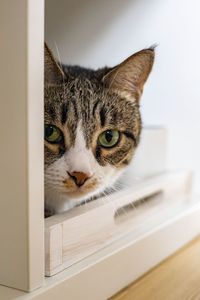 Close-up portrait of cat at home