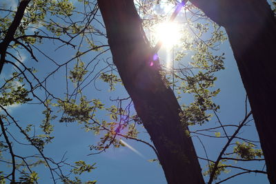 Low angle view of flower tree against sky