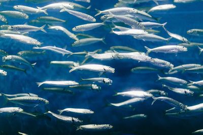 Fish swimming in water