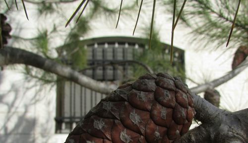 Close-up of hand on tree