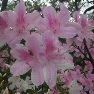 Close-up of pink flowers