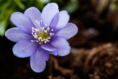 Close-up of purple flowering plant