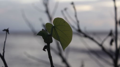 Close-up of plant against blurred background