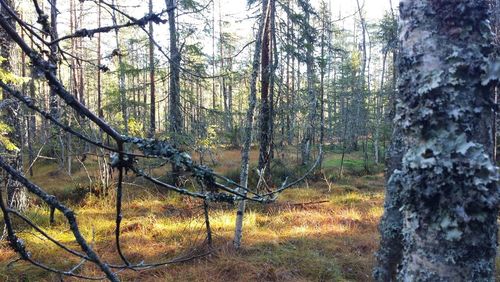 Bare trees in forest