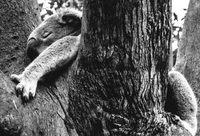 Close-up of squirrel on tree trunk