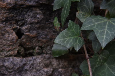 High angle view of plant growing on field