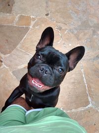 High angle view of black dog at home